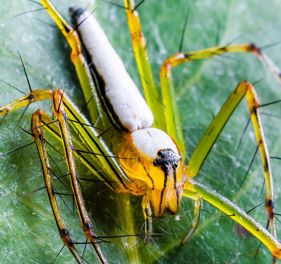 green Lynx Spider on macro photography during daytime, arachnid HD wallpaper