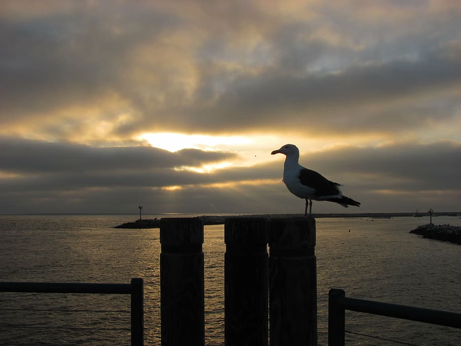 seagull, sunset, pier, boardwalk, sky, dusk, evening, coastline, HD wallpaper