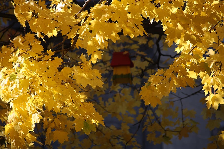 montreal, canada, maple, nature, plant, natural, botanical HD wallpaper