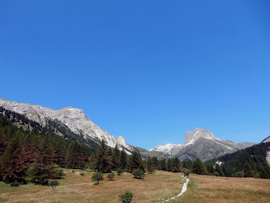 Larch, Mountain, Alps, Trail, mount thabor, forest, landscape HD wallpaper