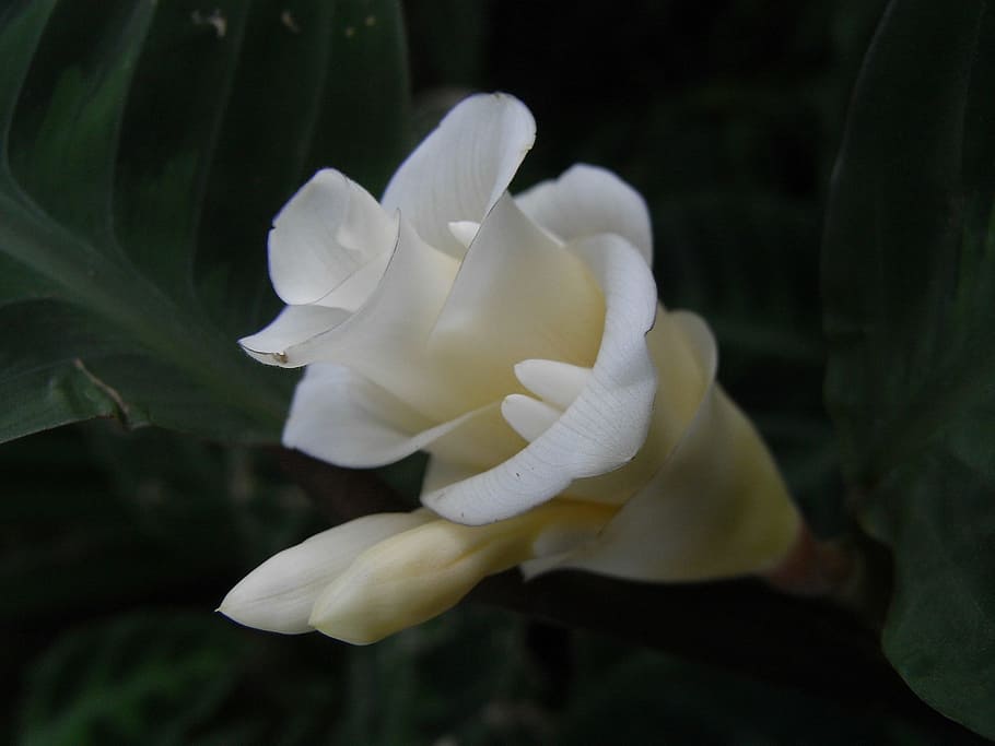 flower, white, bloom, flowering plant, close-up, petal, beauty in nature HD wallpaper
