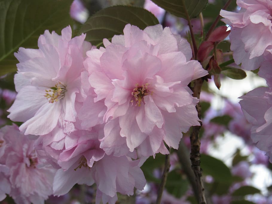 cherry blossom, pink, spring, bloom, tree, plant, nature, close HD wallpaper