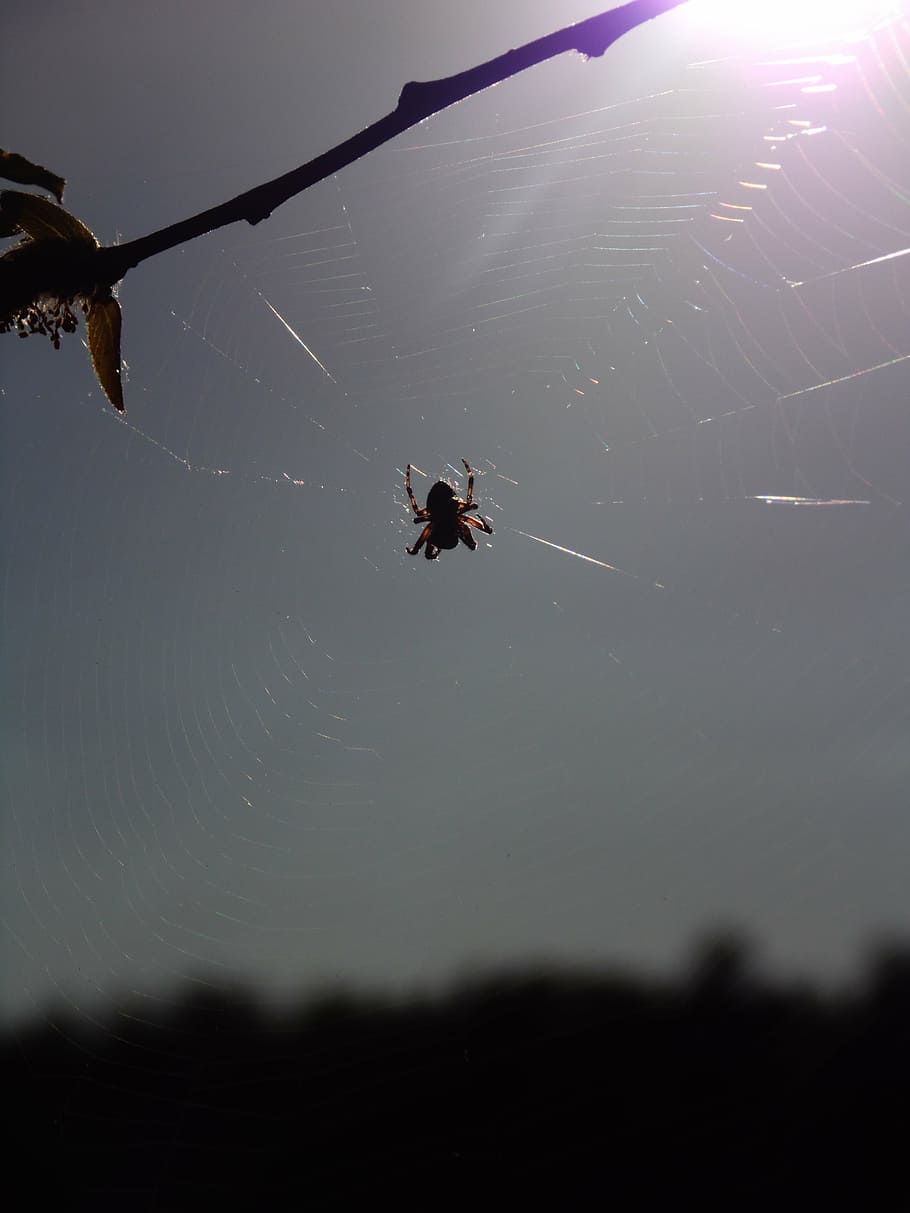 spiders, forest, trees, sky, animal, nature, animal wildlife HD wallpaper
