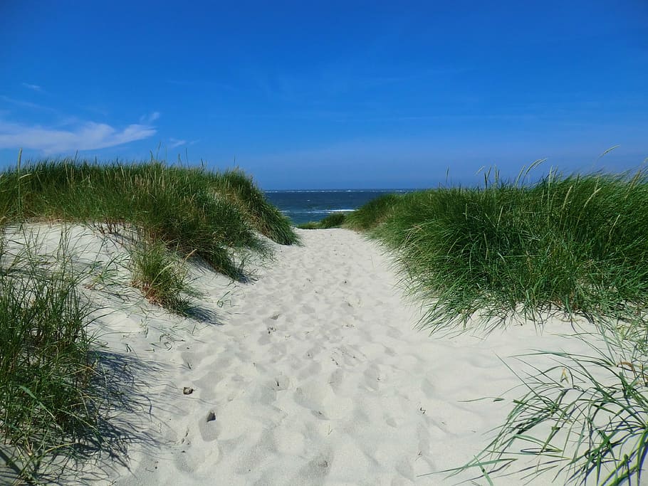 footprints on beach sand surrounded by green grass field, sylt HD wallpaper