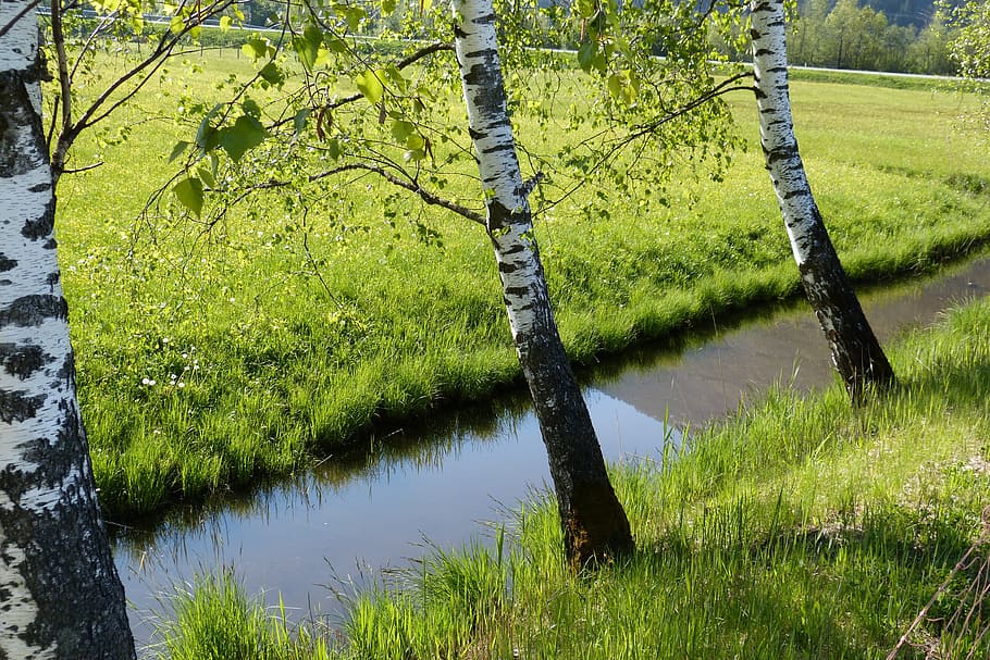 birch, bach, moat, mirroring, plant, water, tree, lake, growth HD wallpaper