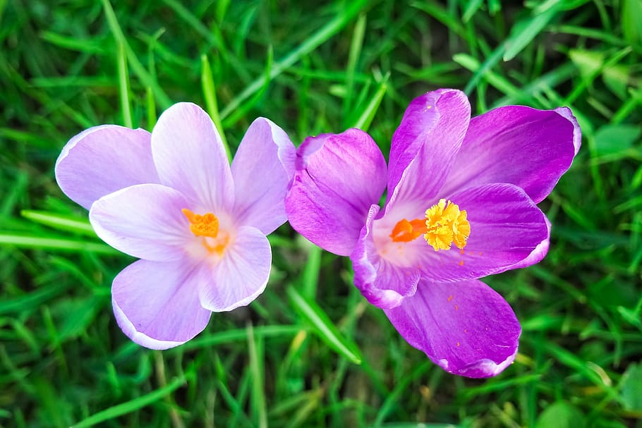 two purple petaled flowers, crocus, spring, spring flower, blossom HD wallpaper