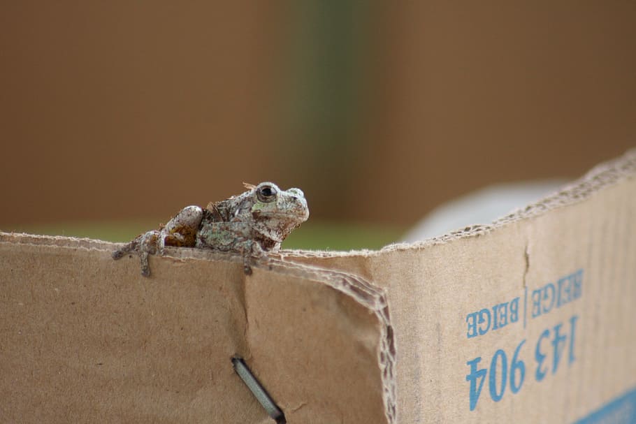 toad, box, cardboard, amphibian, animal, brown, outside, escape HD wallpaper