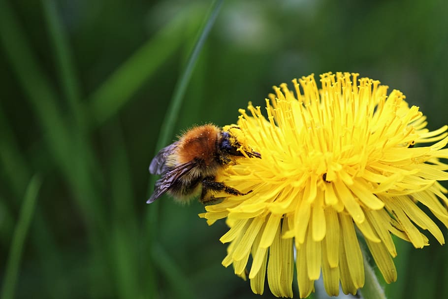 bee, blossom, bloom, pollen, collect, flower, insect, close HD wallpaper