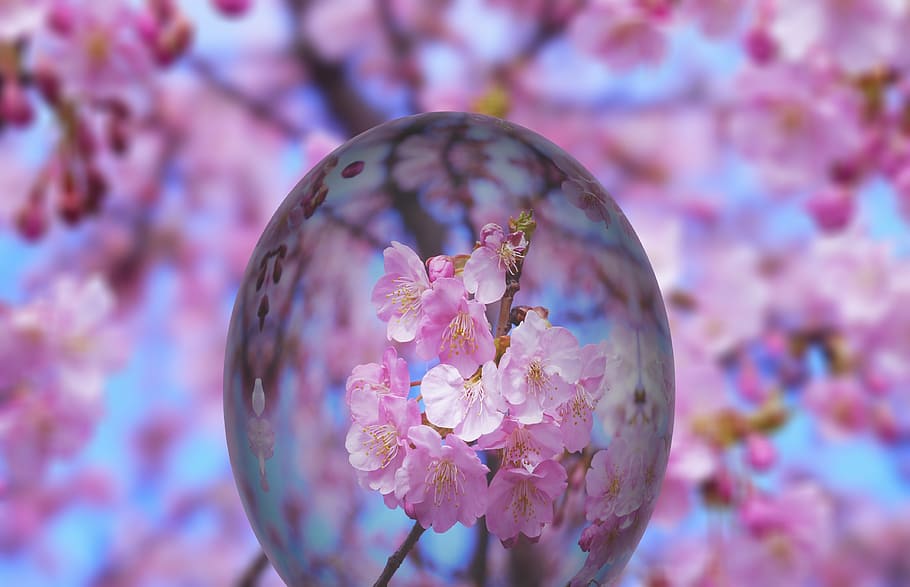 pink petaled flowers in selective focus photography at daytime HD wallpaper