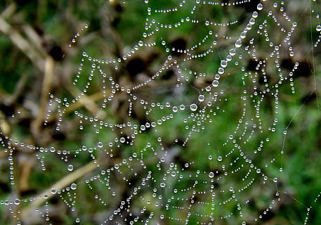 dew, cobweb, web, close-up, rain drops, spider web, spiderweb HD wallpaper