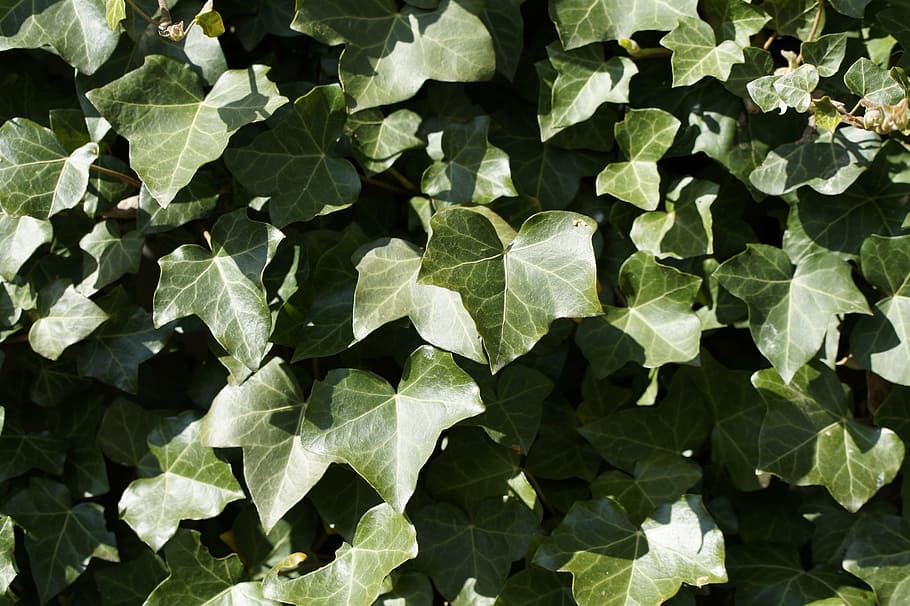 ivy, background, structure, texture, light, shadow, leaves HD wallpaper