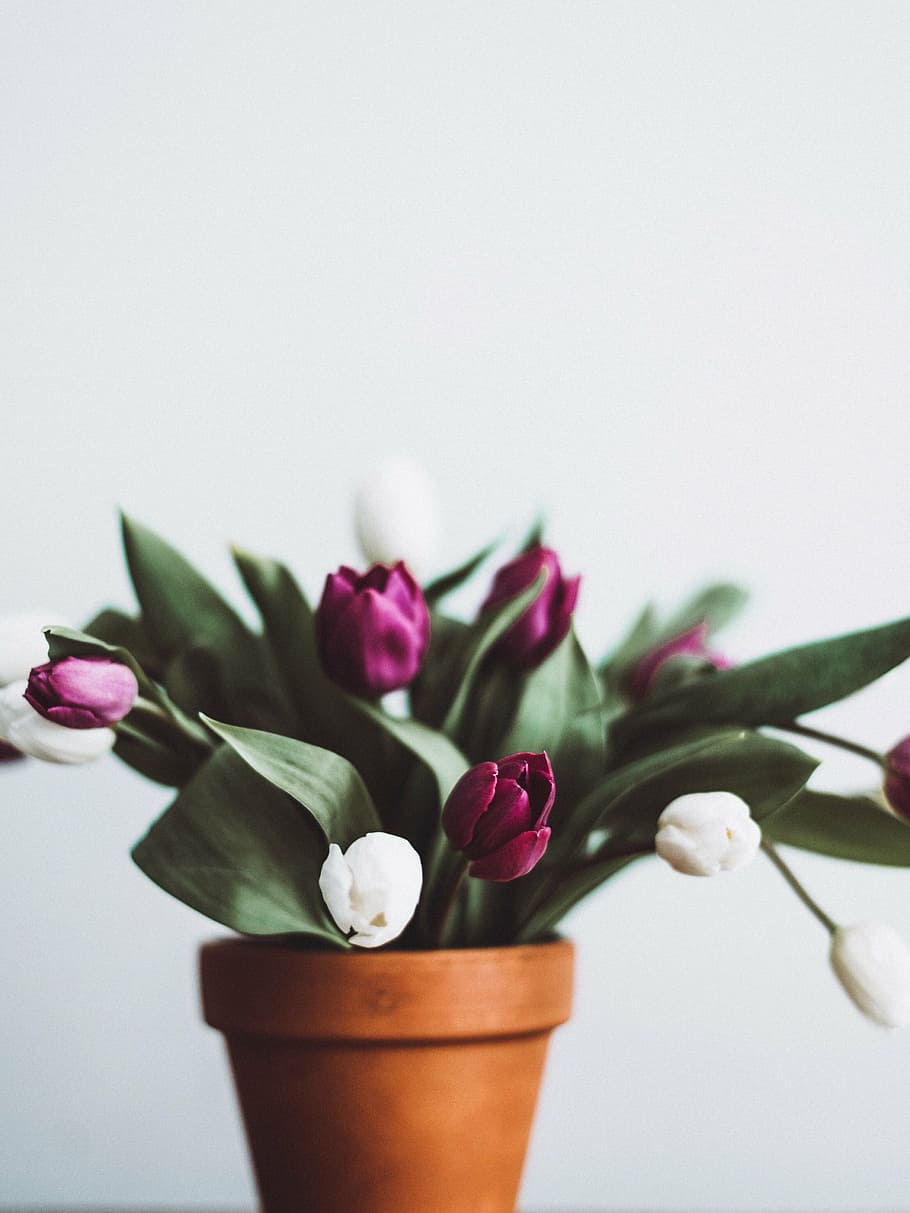 selective focus photography of pink and white tulip flowers HD wallpaper