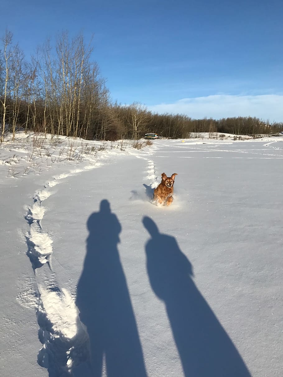 Dogs, Snow, Winter, Cold, Outdoor, Fun, cheerful, joy, happy HD wallpaper