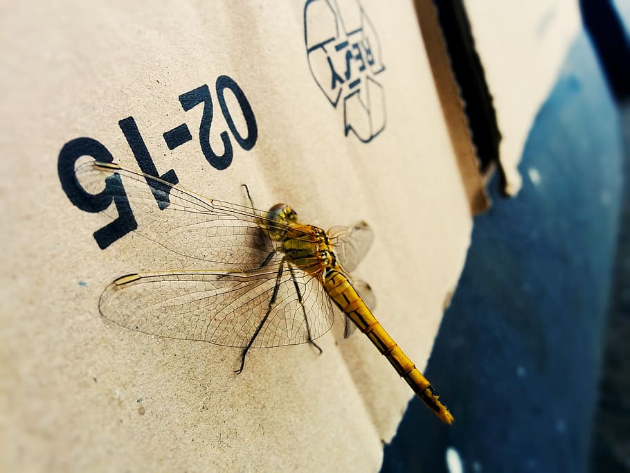 insect, dragonfly, nature, invertebrate, animal themes, one animal HD wallpaper