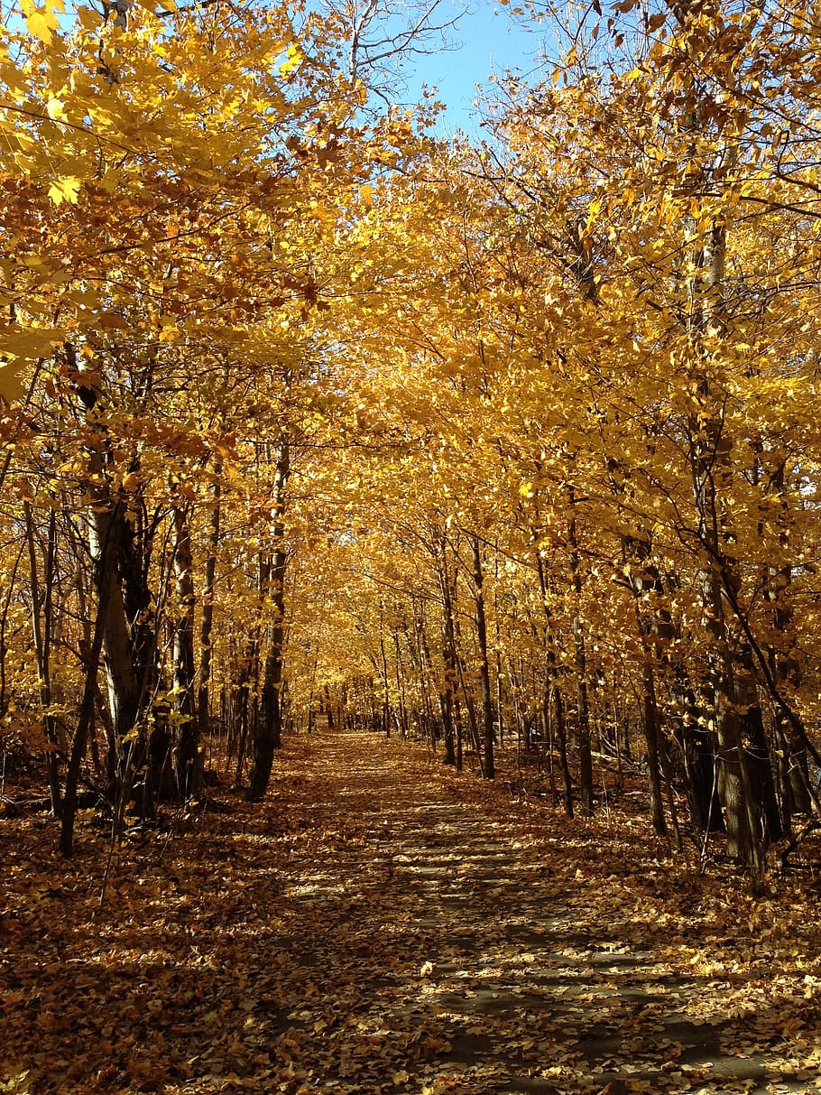autumn, fall, minneapolis, tree, plant, change, tranquility HD wallpaper