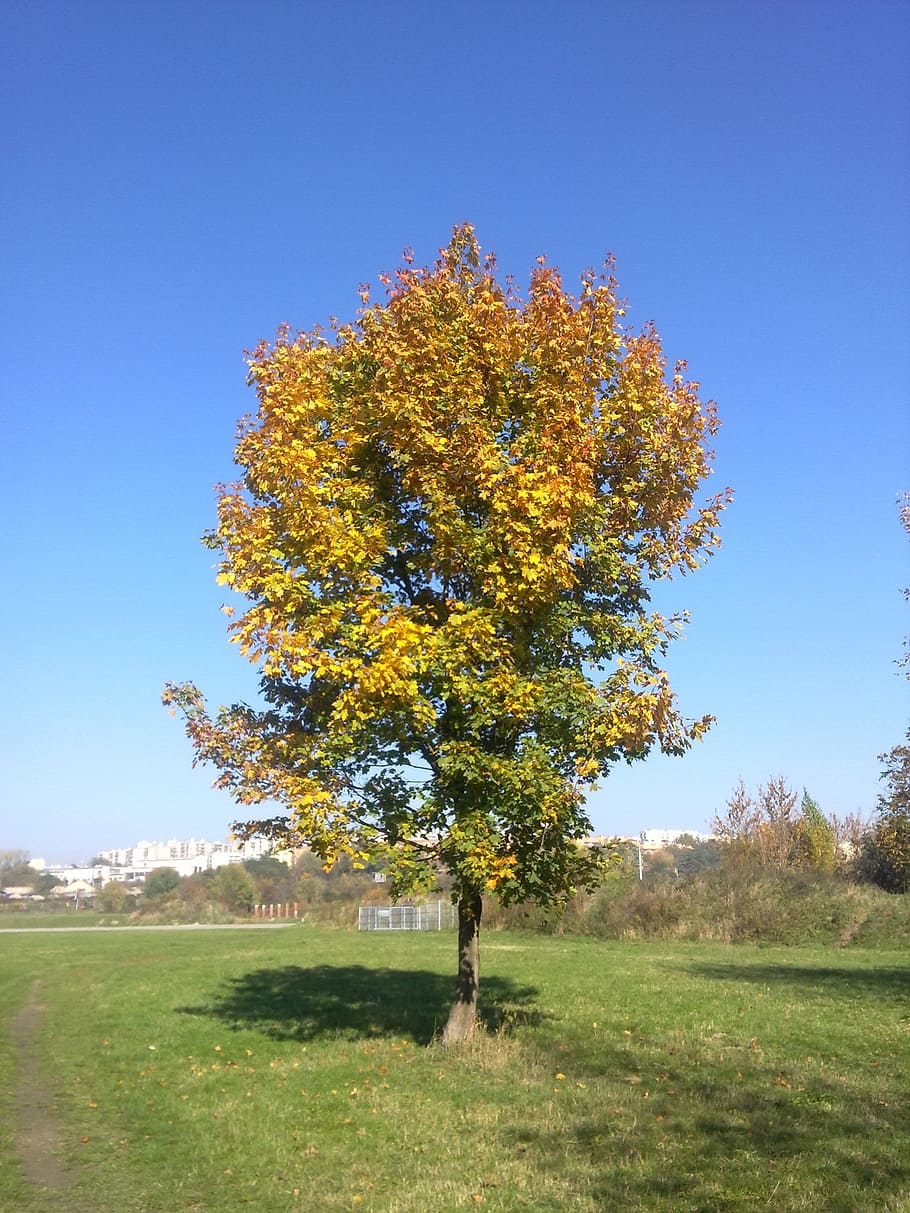tree, sky, autumn, green, landscape, poland, plant, field, beauty in nature HD wallpaper