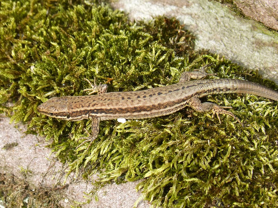 lizard, moss, reptile, animal themes, one animal, animal wildlife HD wallpaper