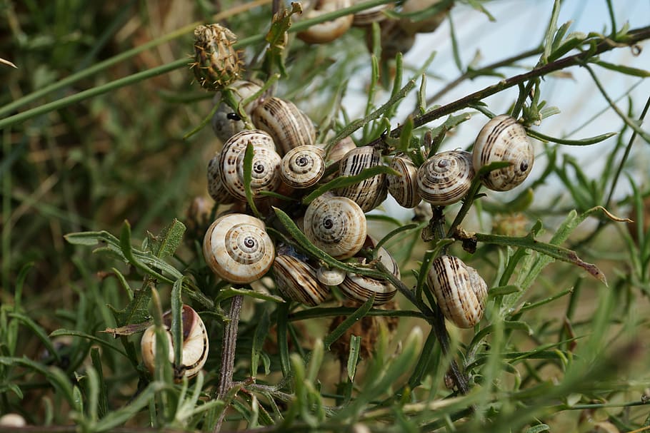 snails, shell, group, mollusk, plant, gastropod, close-up, animal shell HD wallpaper