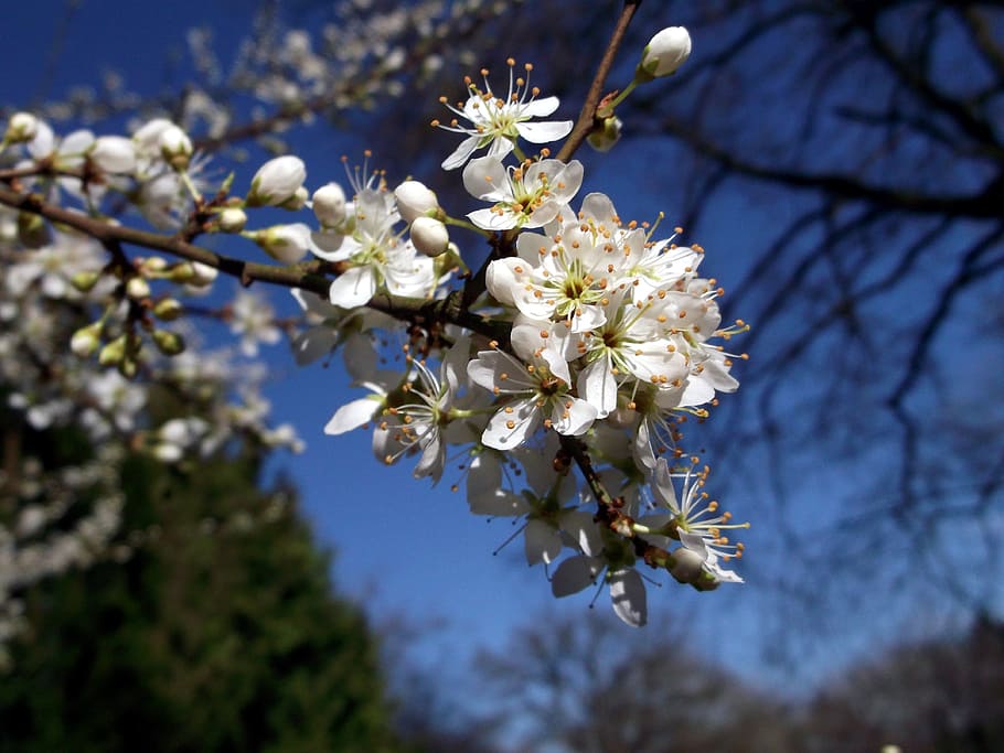 flowers, spring, white, flowering plant, fragility, growth HD wallpaper