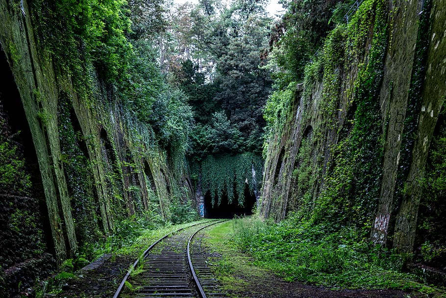 train rail between wall, landscape photo of train road between trees
