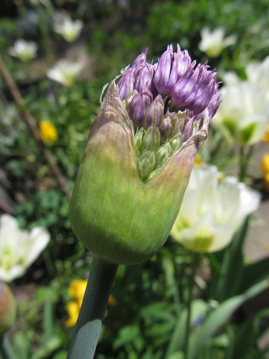 allium, spring, blossom, bloom, ornamental onion, purple, garden HD wallpaper