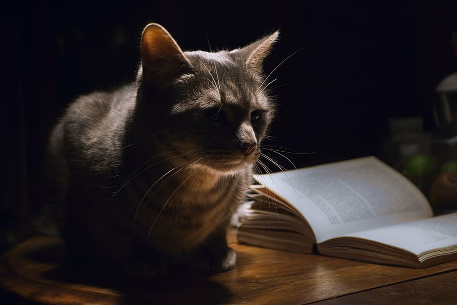 gray cat sitting beside white book, animal, pet, home, night, HD wallpaper