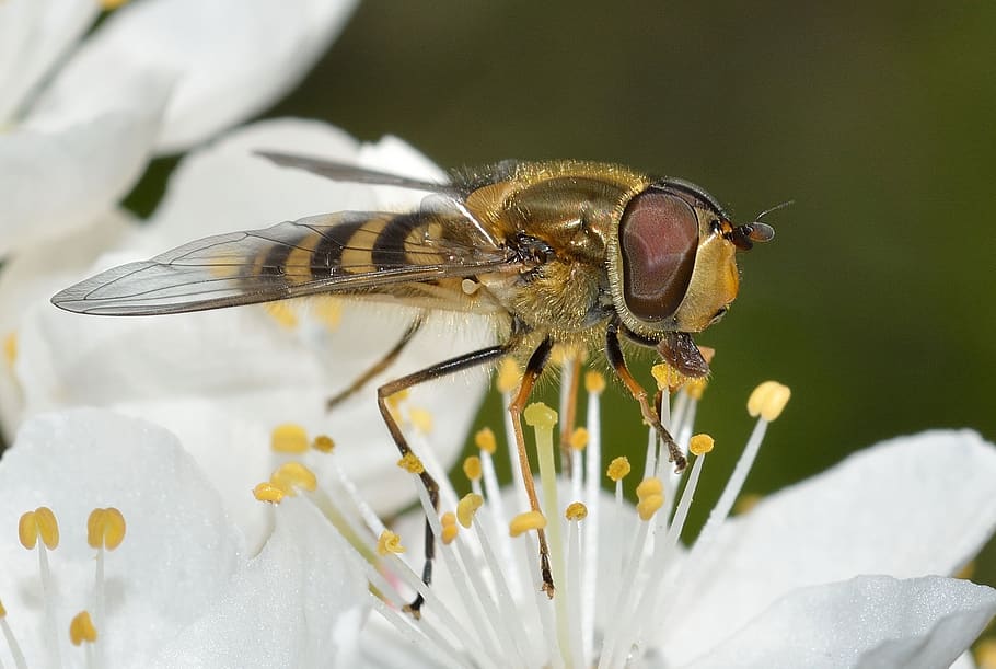 insects, diptera, syrphus, flower, animal themes, animal wildlife HD wallpaper
