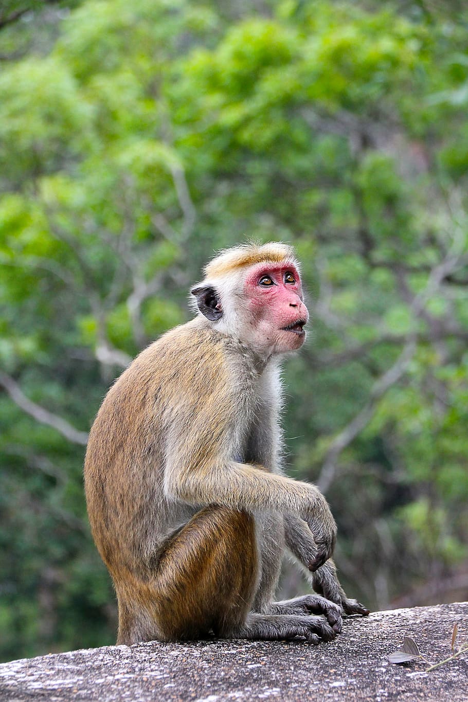 monkey, makake, sri lanka, cute, sweet, animal, wildlife photography HD wallpaper