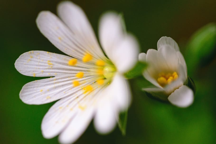 shallow focus photography of white flowers, Abstract, Background, HD wallpaper