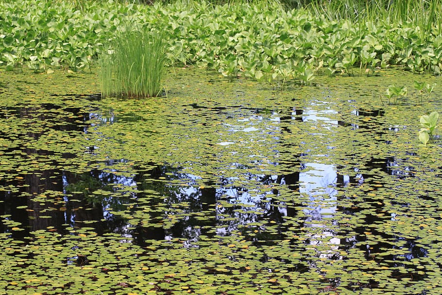 water surface, waterweed, real image, virtual image, quiet HD wallpaper