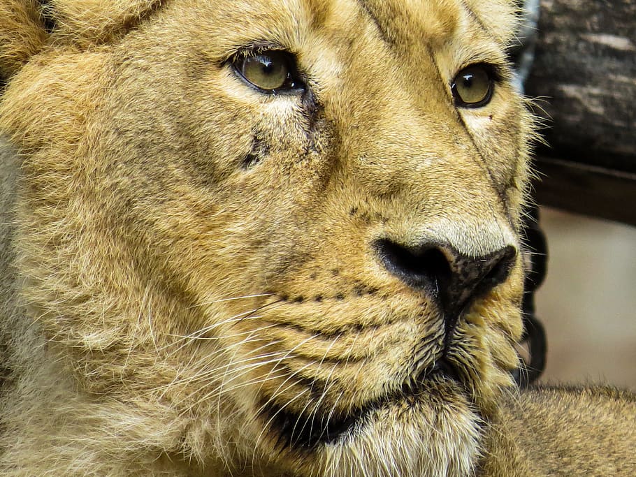 lion, predator, cat, zoo, nuremberg, lioness, close, eyes, view, HD wallpaper