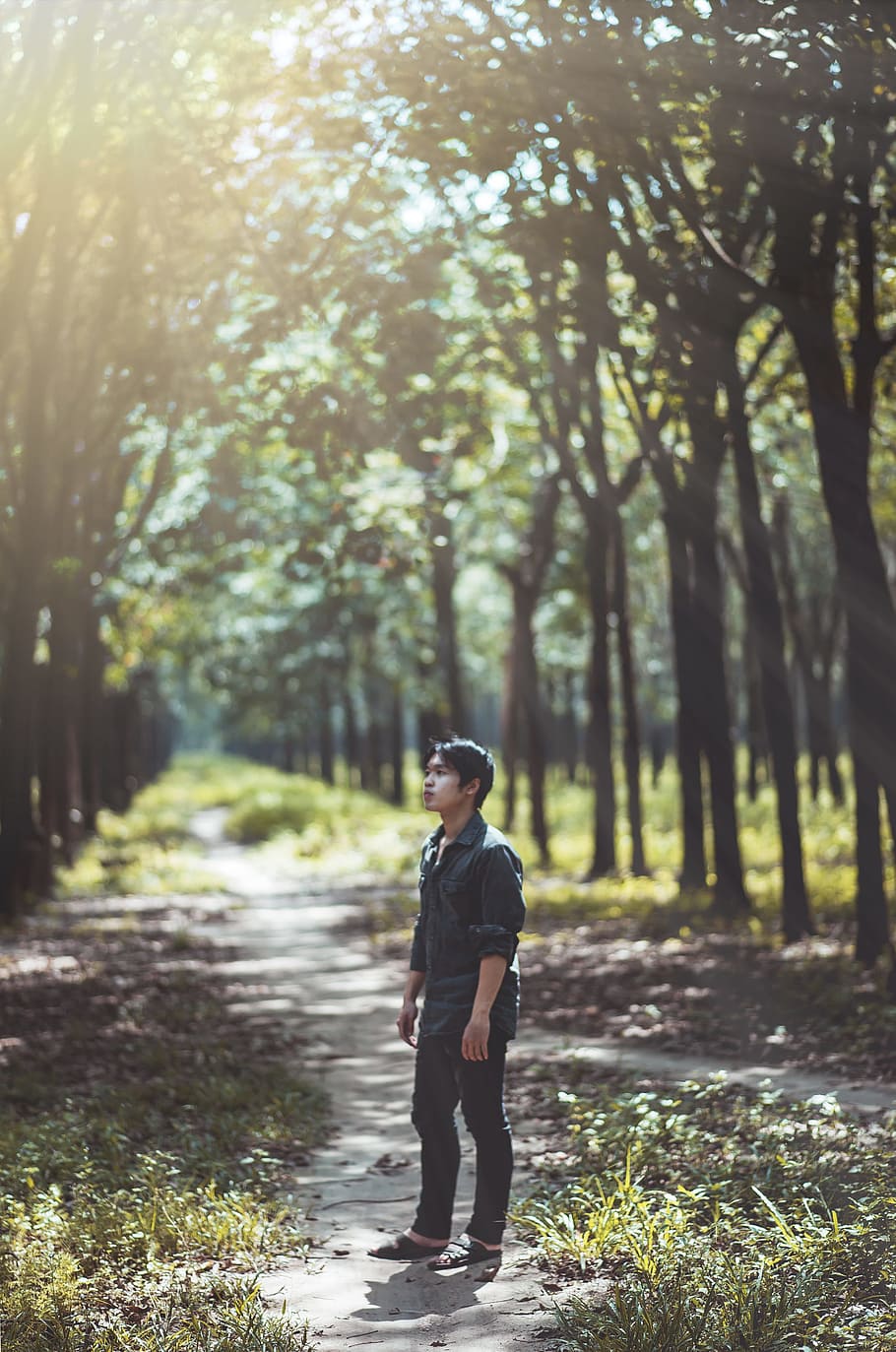 Man Looking at the Trees, blur, close-up, environment, focus HD wallpaper