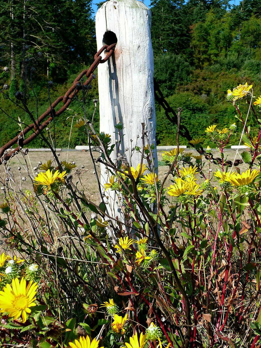 wildflowers, chain, nature, post, grass, wilderness, blooming HD wallpaper