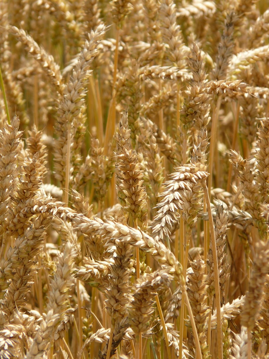 Spike, Wheat, Cereals, Grain, Field, wheat field, cornfield HD wallpaper
