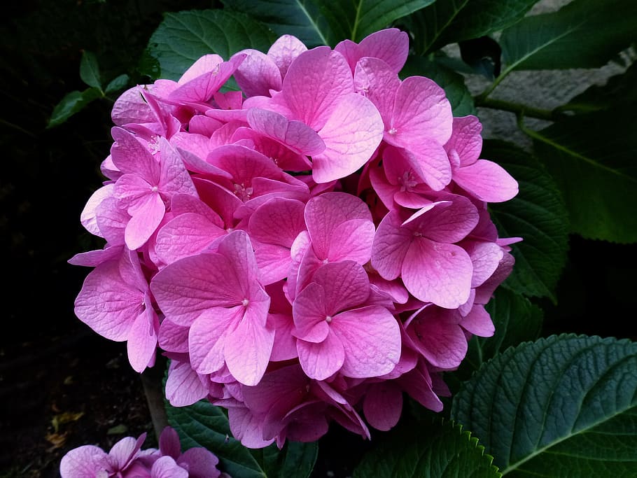 pink petaled flowers, hydrangea, close up, garden, nature, plant HD wallpaper