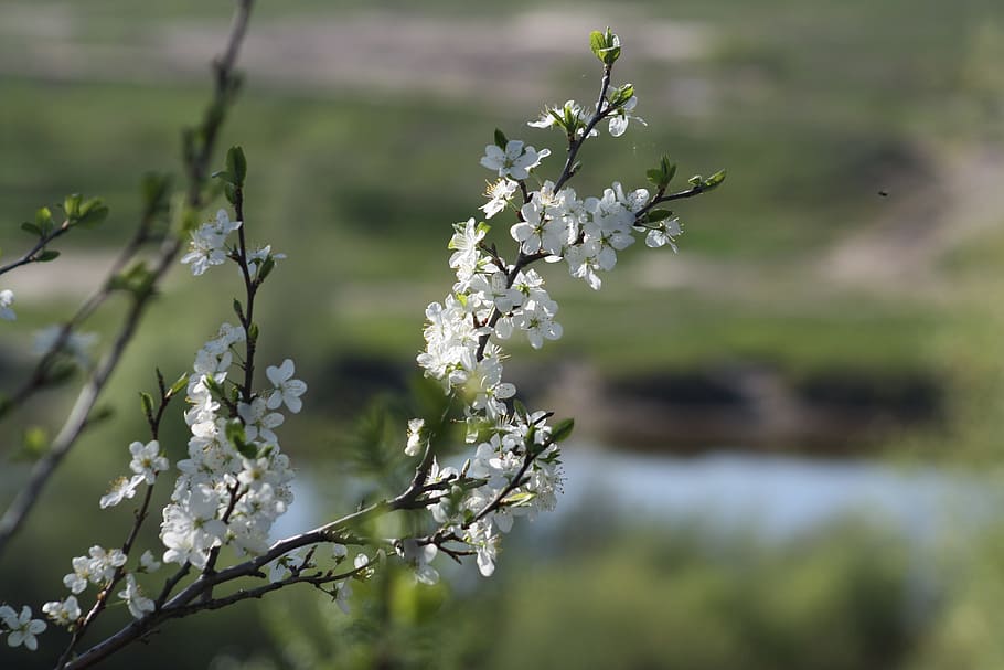 Spring, White, Bloom, Nature, Apple Tree, leaves, living nature HD wallpaper