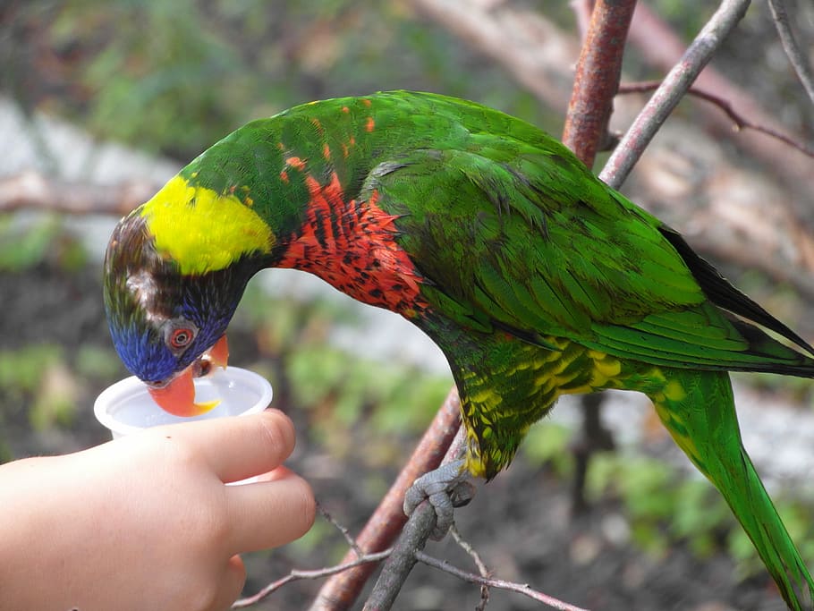 bird, feed, parrot, pen, animal themes, hand, vertebrate, human hand HD wallpaper