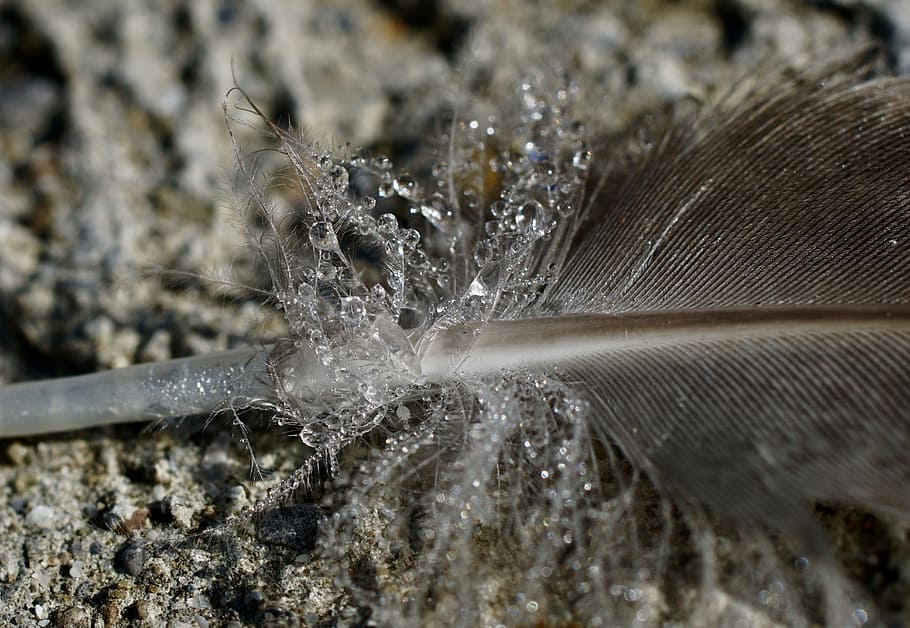 spring, duck feather, plumage, down, dew, drip, filigree, bird HD wallpaper