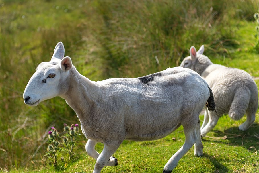sheep, flock, grass, green, meadow, nature, lamb, cattle, field HD wallpaper