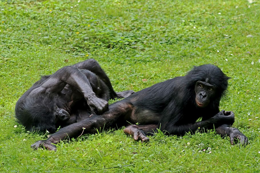Bonobos, Ape, Primates, Animal, wildlife photography, zoo, gorilla, HD wallpaper