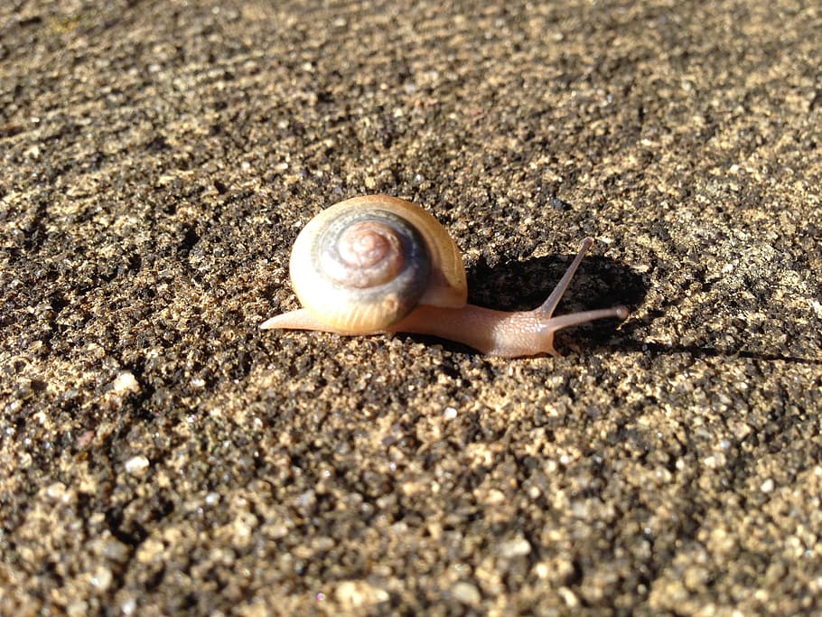 snail, shell, animal, spiral, mollusk, scallop, invertebrate HD wallpaper
