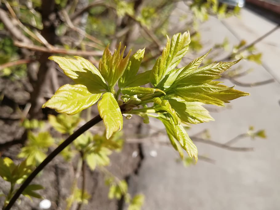 foliage, spring, tree, greens, leaves, plant, growth, leaf HD wallpaper