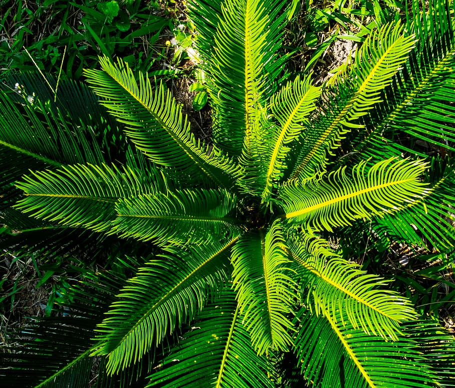 palm, palm tree, boy shoots, nature, leaf, plant, green Color HD wallpaper