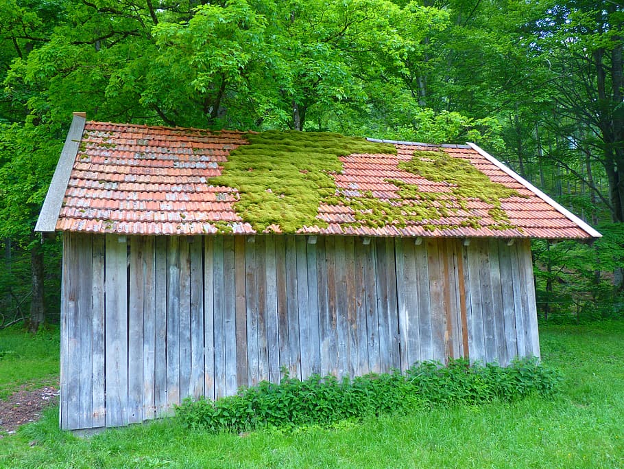 Moss roof 1080P, 2K, 4K, 5K HD wallpapers free download | Wallpaper Flare