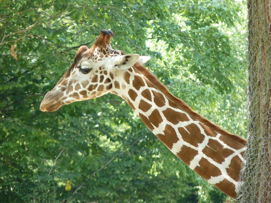 giraffe, neck, animal, animal themes, animal wildlife, one animal HD wallpaper