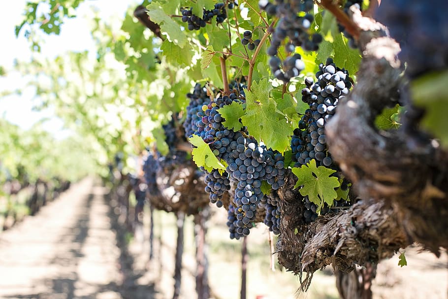 grapes on stem during daytime, wine grapes, purple grapes, napa, HD wallpaper