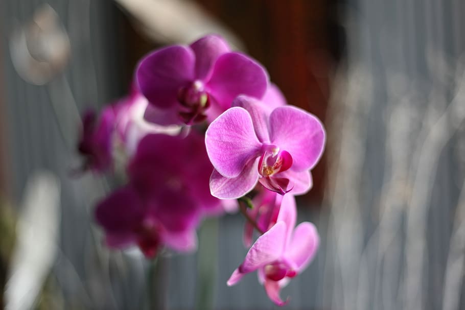 Orchid, Pink, Flower, pink color, no people, purple, petal HD wallpaper