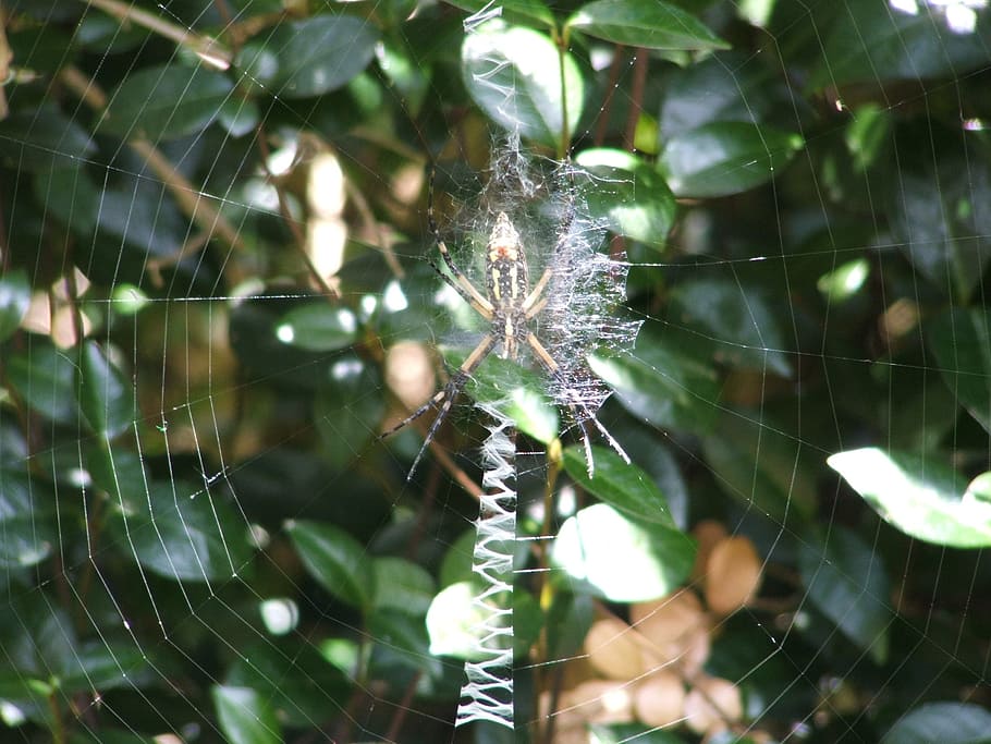 Spider, Spiderweb, Cobweb, Arachnid, wildlife, bug, bright HD wallpaper