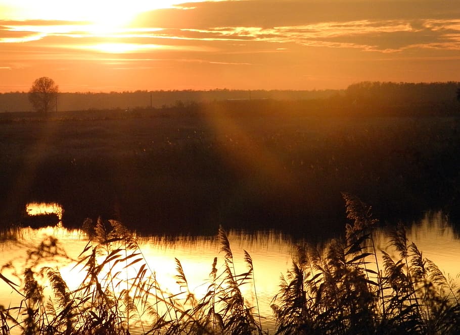water, sky, vegetation, reflection, sun, bright, sunlight, calm HD wallpaper