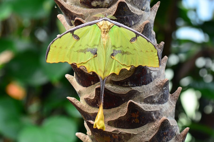 green moth birching on plant, madagascar moon moth, bug, insect HD wallpaper